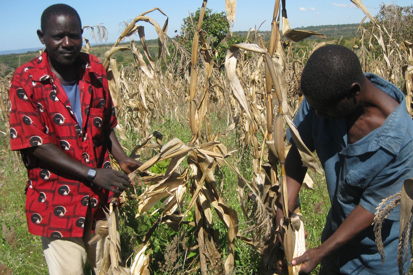 Zwei Bauern stehen auf einem Maisfeld und ernten Mais.