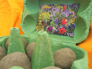 Selbstgemachte Seedballs sind im Eierkarton. Dazu klebt auf der Innenseite des Deckel ein Bild mit verschiedenen aufgeblühten Blumen.
