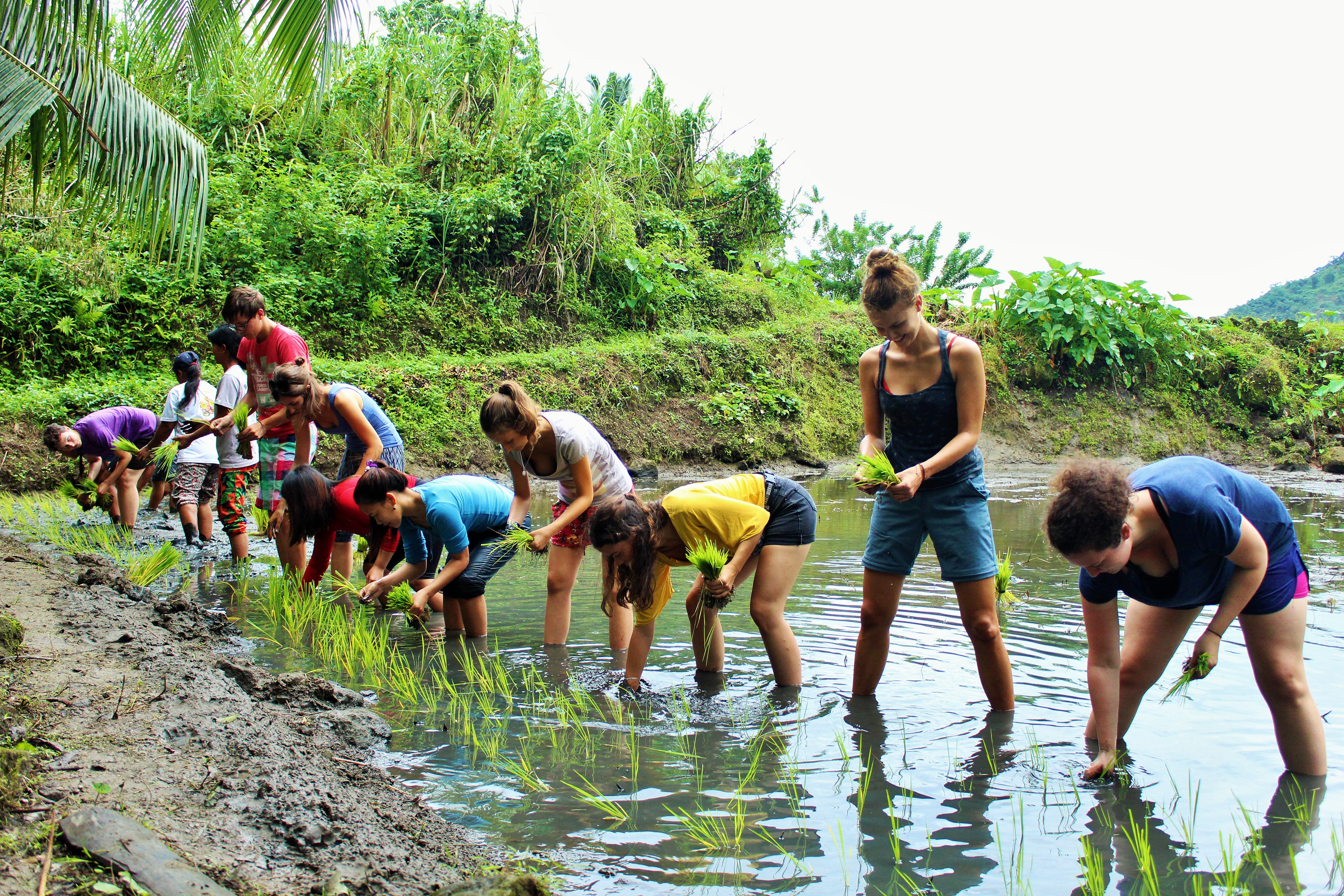 Jugendliche die beim LernEinsatz teilnehmen stehen in einem Reisfeld und bauen Reis an. 