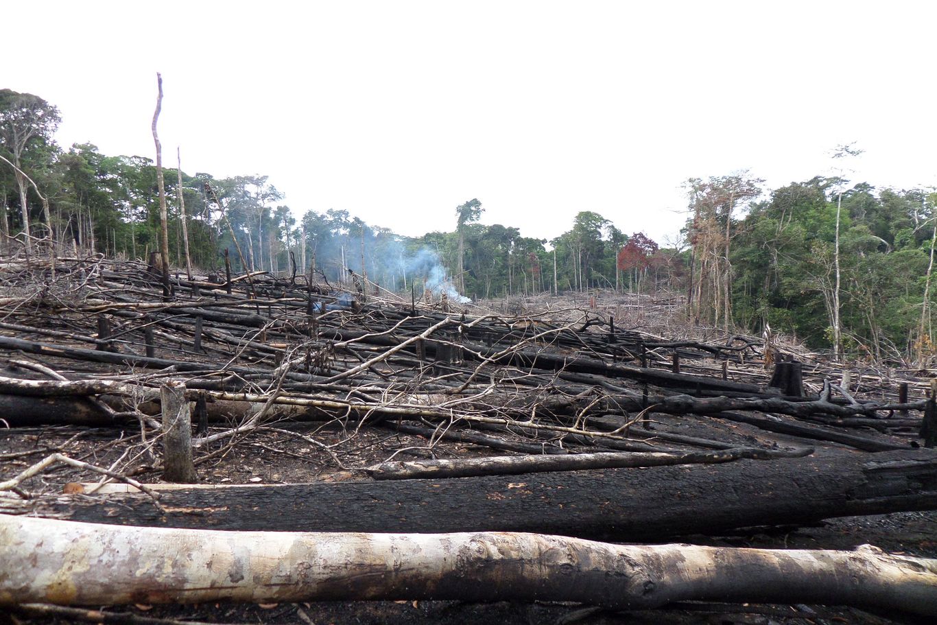 Abgeholzter Regenwald. Die dramatische Abholzung raubt den Indigenen die Lebensgrundlage und missachtet die in der Verfassung festgelegten Rechte. Die Regierung steht auf Seiten der multinationalen Konzerne und kurbelt die Ausbeutung an. 