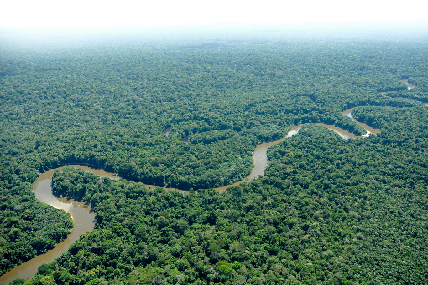 Bild des Amazonas-Regenwalds von oben.